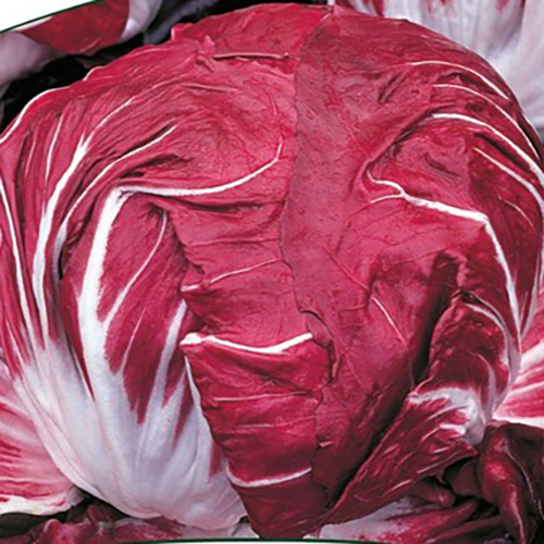 ვარდკაჭაჭას სალათის თესლი - წითელი ვერონა (Rossa di Verona) - 40 ც.