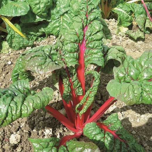 მანგოლდის თესლი - რუბარბი (Rhubarb) – 40 ც.
